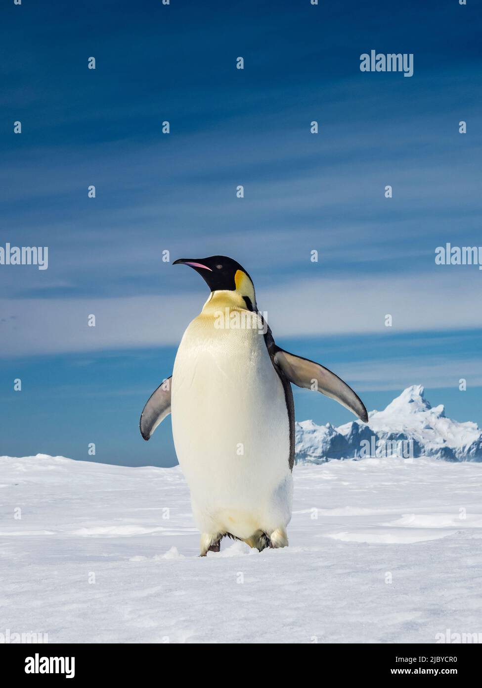 World's largest penguin, Emperor Penguins (Aptenodytes forsteri) on sea