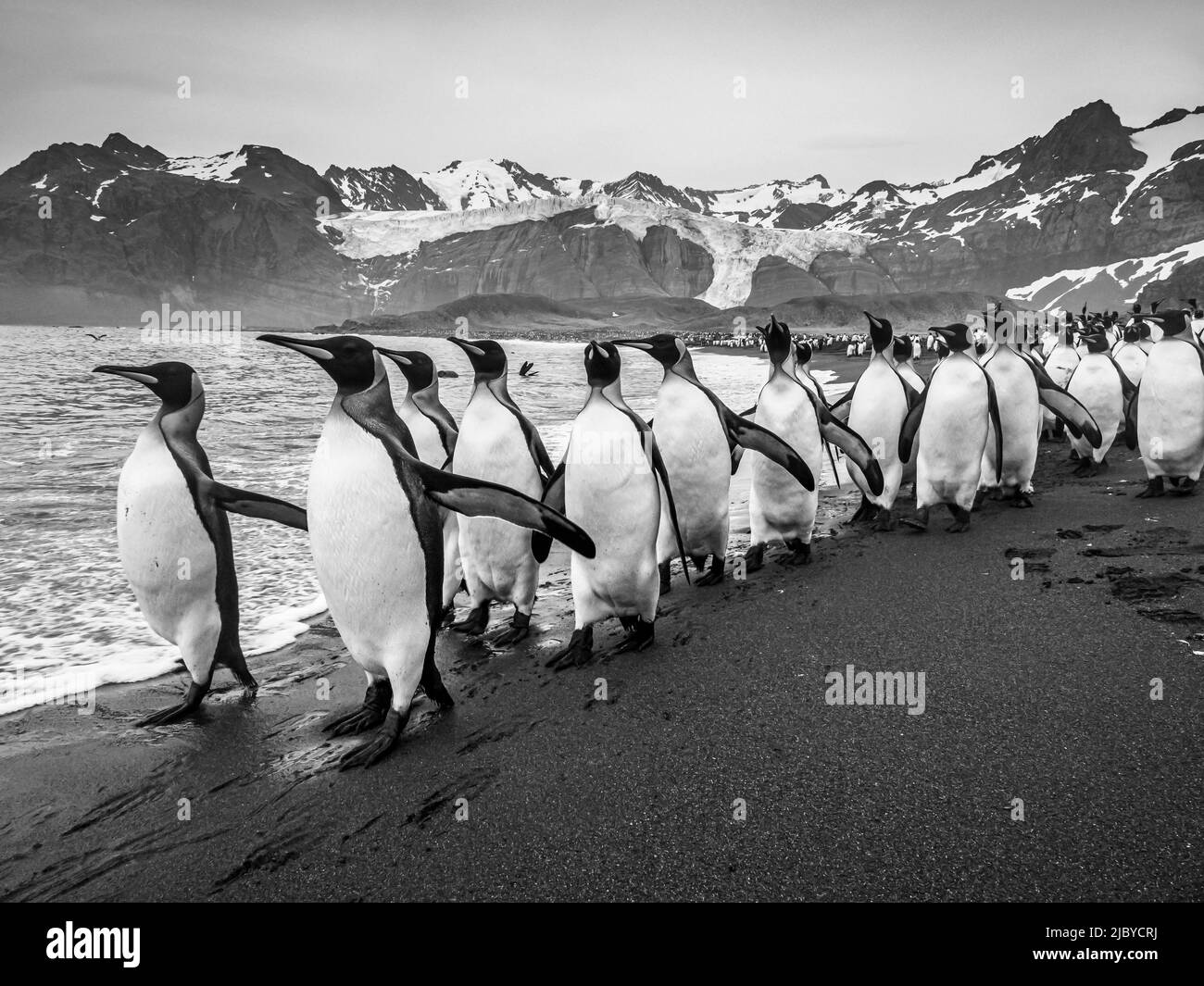 King Penguins (Aptenodytes patagonicus) gather along the shoreline at Gold Harbor, South Georgia Stock Photo