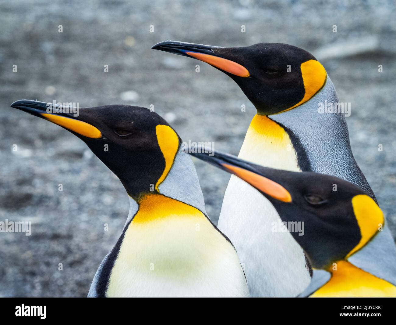 Courting King Penguins (Aptenodytes patagonicus) at St. Andrews Bay, South Georgia Stock Photo