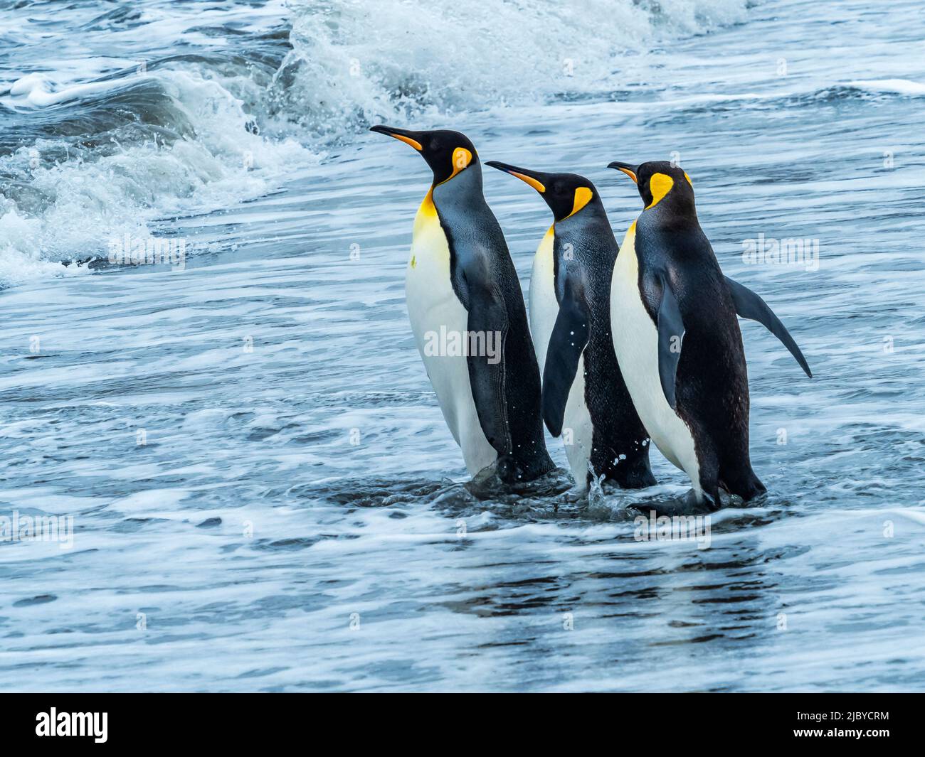 King Penguins (Aptenodytes patagonicus) in the surf at St. Andrews Bay, South Georgia Stock Photo