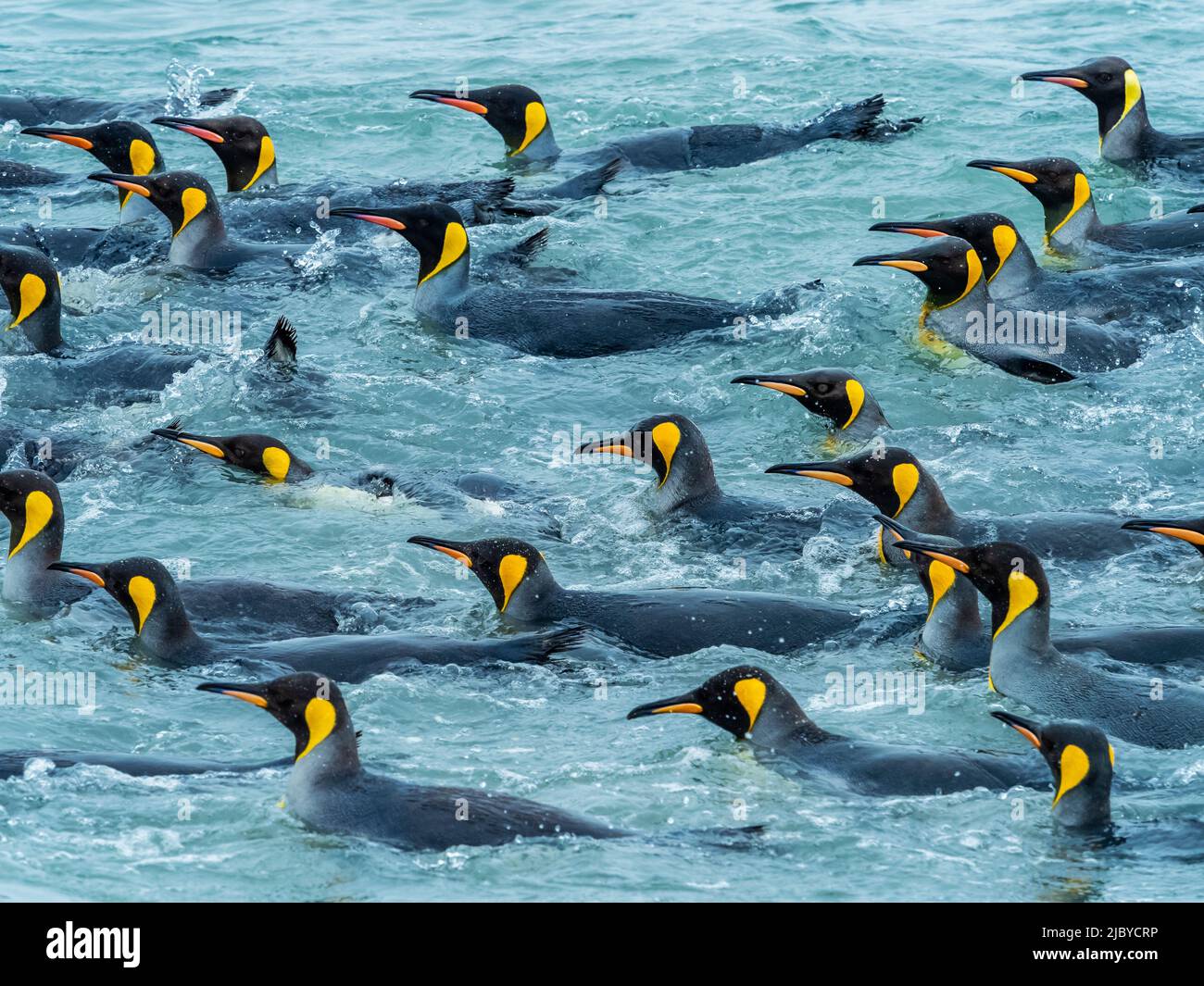 King Penguins (Aptenodytes patagonicus) in the surf at St. Andrews Bay, South Georgia Stock Photo