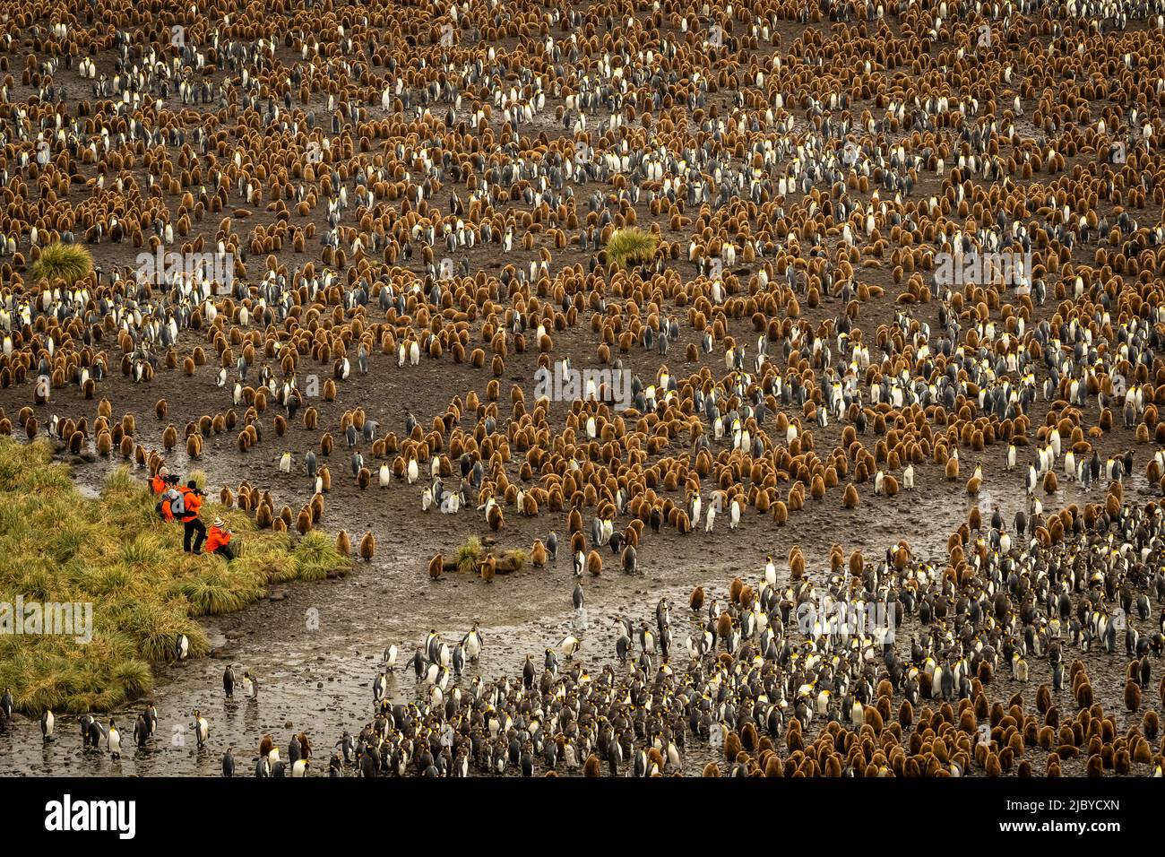 Tourists for scale, King Penguins (Aptenodytes patagonicus) at Salisbury Plain, South Georgia Stock Photo