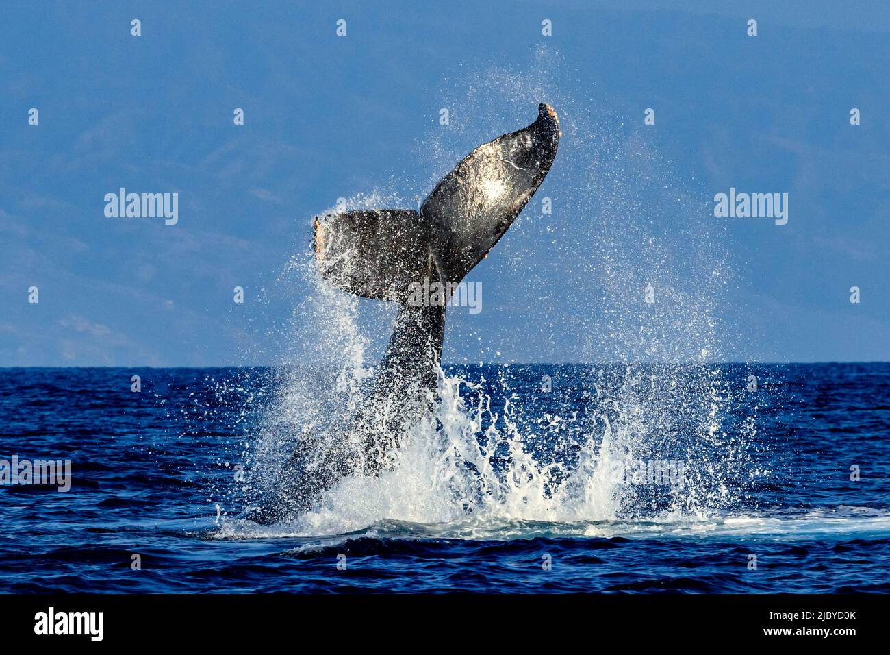 Tail lob, Humpback Whale (Megaptera novaeangliae) lifts its fluke and splashes water, Maui, Hawaii Stock Photo