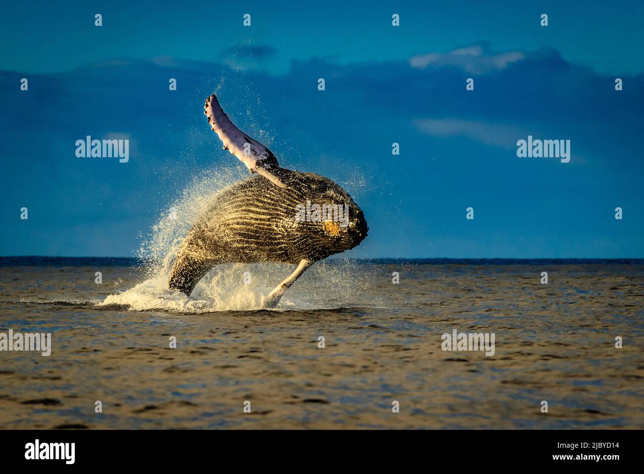 Breaching Humpback Whale (Megaptera novaeangliae) at sunrise, Maui, Hawaii Stock Photo