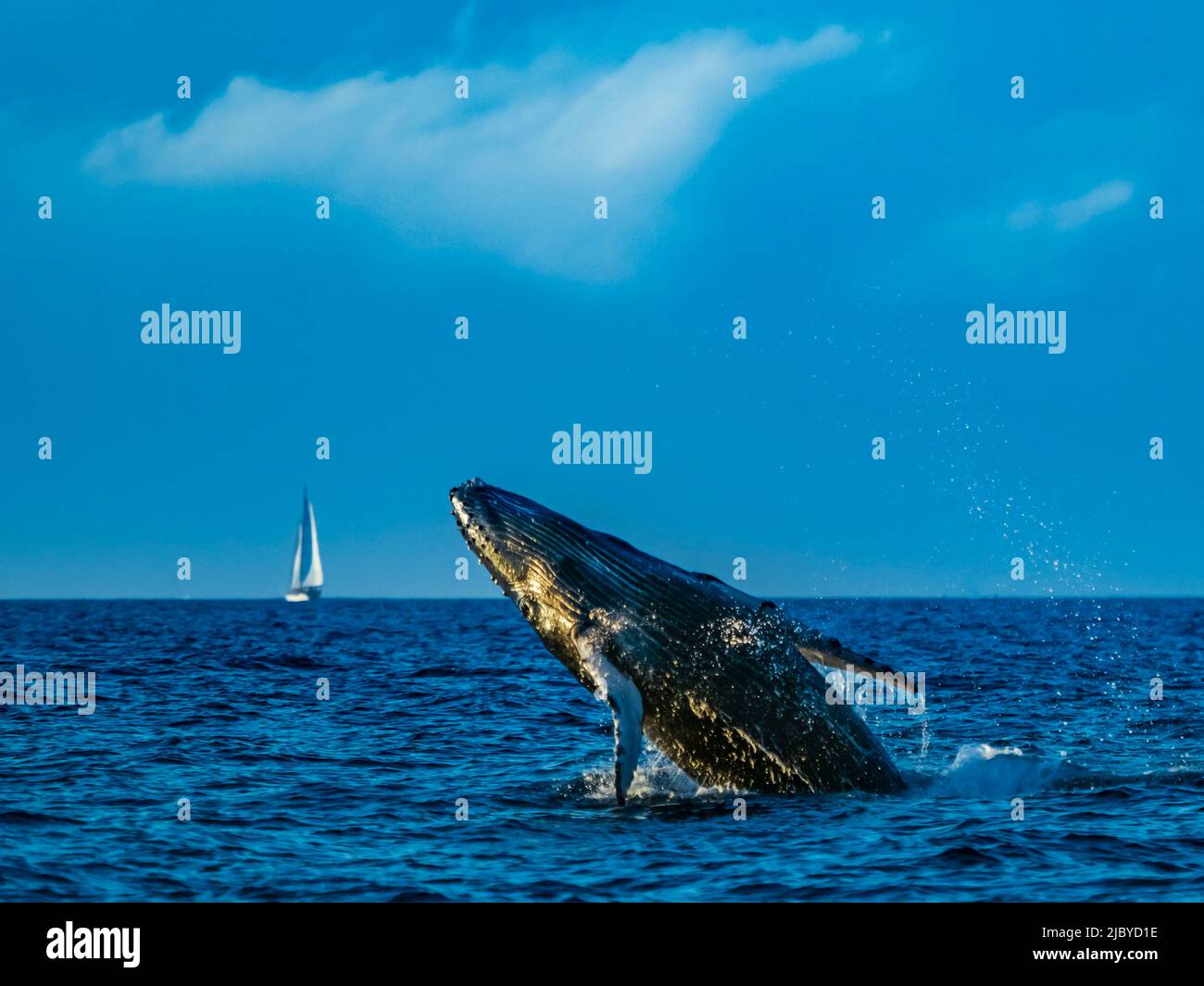 Breaching Humpback Whale (Megaptera novaeangliae) and sailboat, Maui, Hawaii Stock Photo