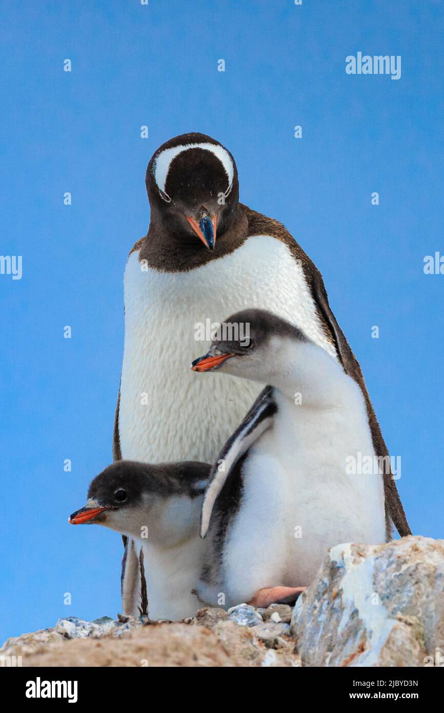Gentoo Penguins (Pygoscelis papua) mother and chick at Neko Harbor on the Antarctic Peninsula, Antarctica Stock Photo