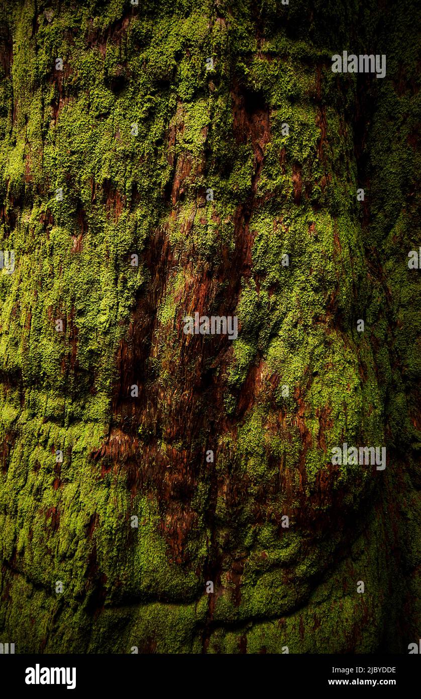 Tree trunk creation hi-res stock photography and images - Alamy