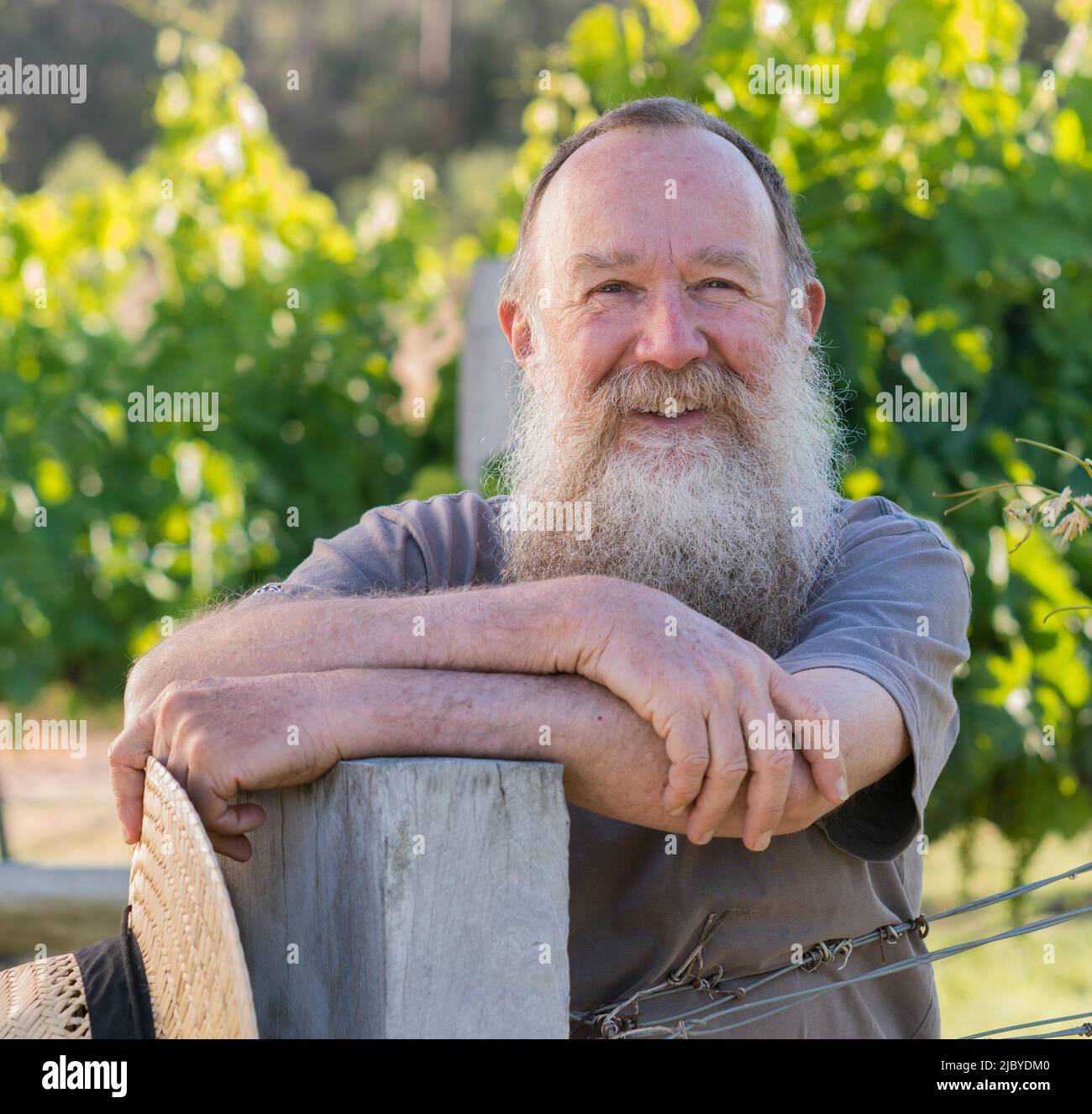 Close up of wine producer leaning on post next to rows of grapevines in afternoon light Stock Photo