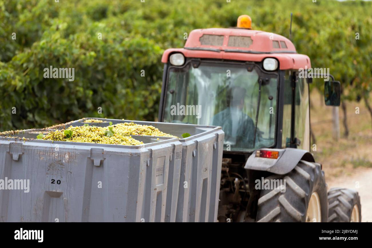 Tractor transporting large bins of grapes in vineyard Stock Photo