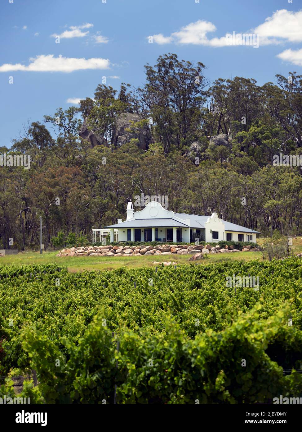 View across vineyard looking towards homestead and native trees behind Stock Photo