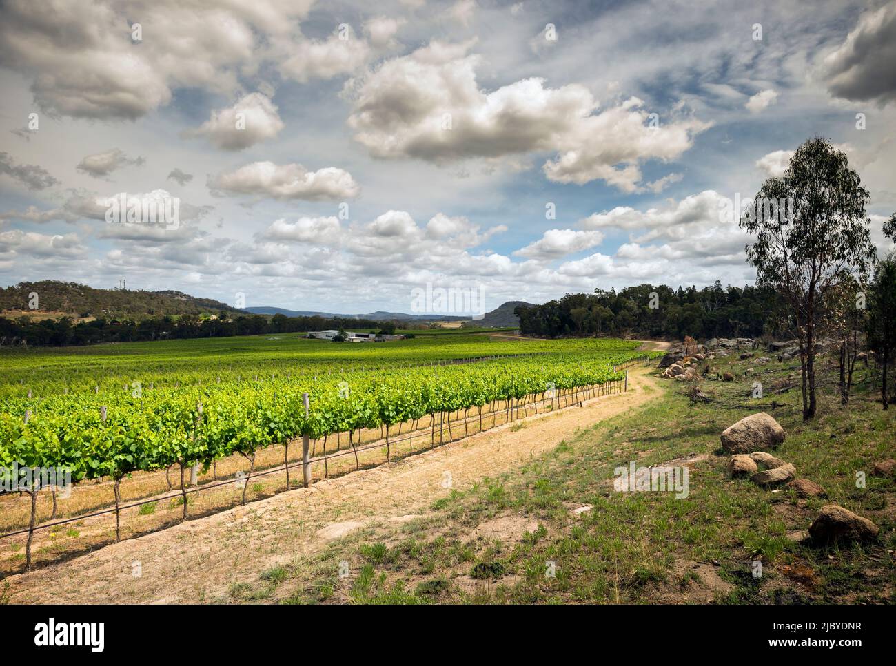Looking across rows of grapes in vineyard at Ballandean - Granite Belt Stock Photo