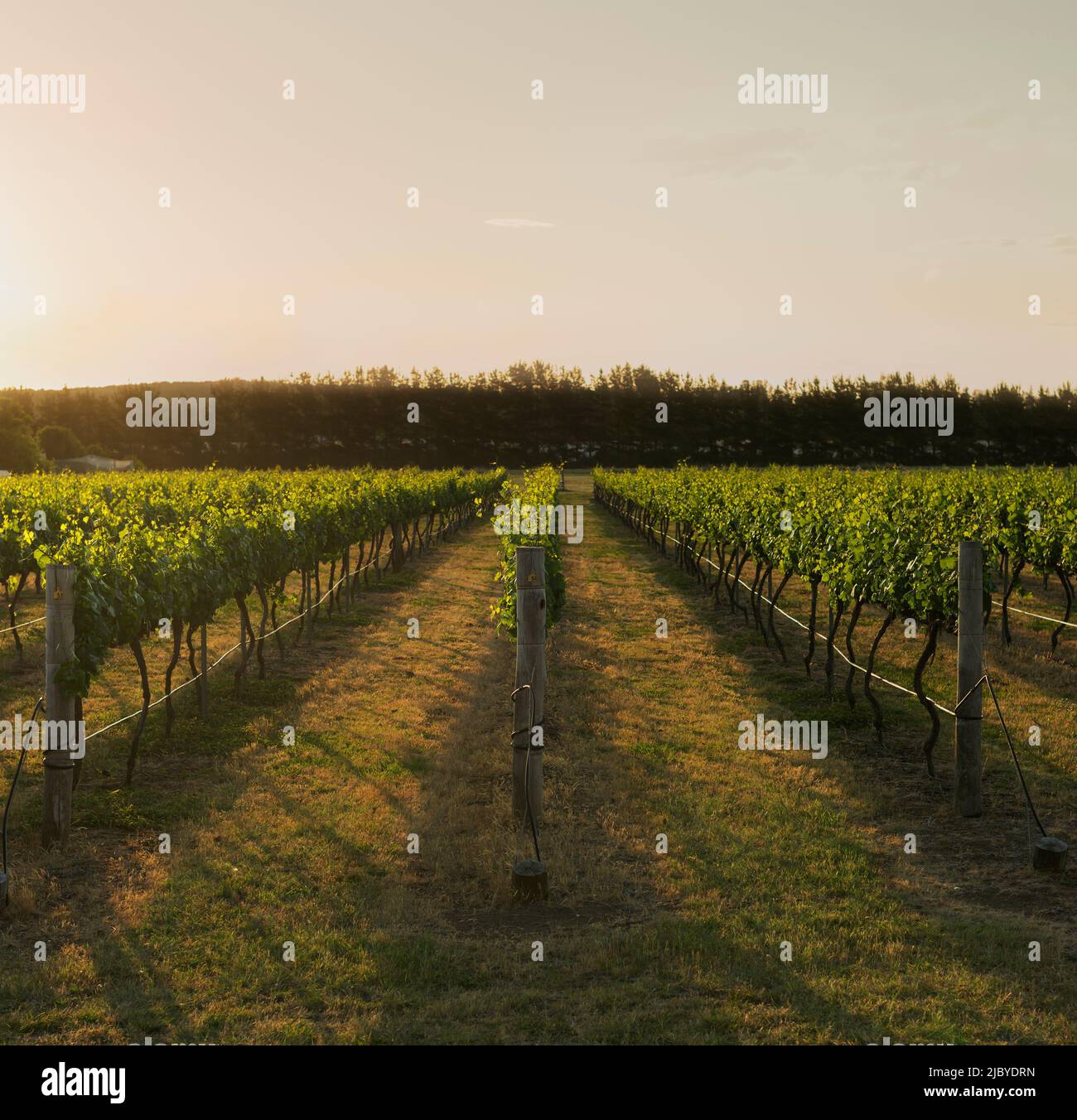 Golden afternoon light shining through grapevines in vineyard Stock Photo