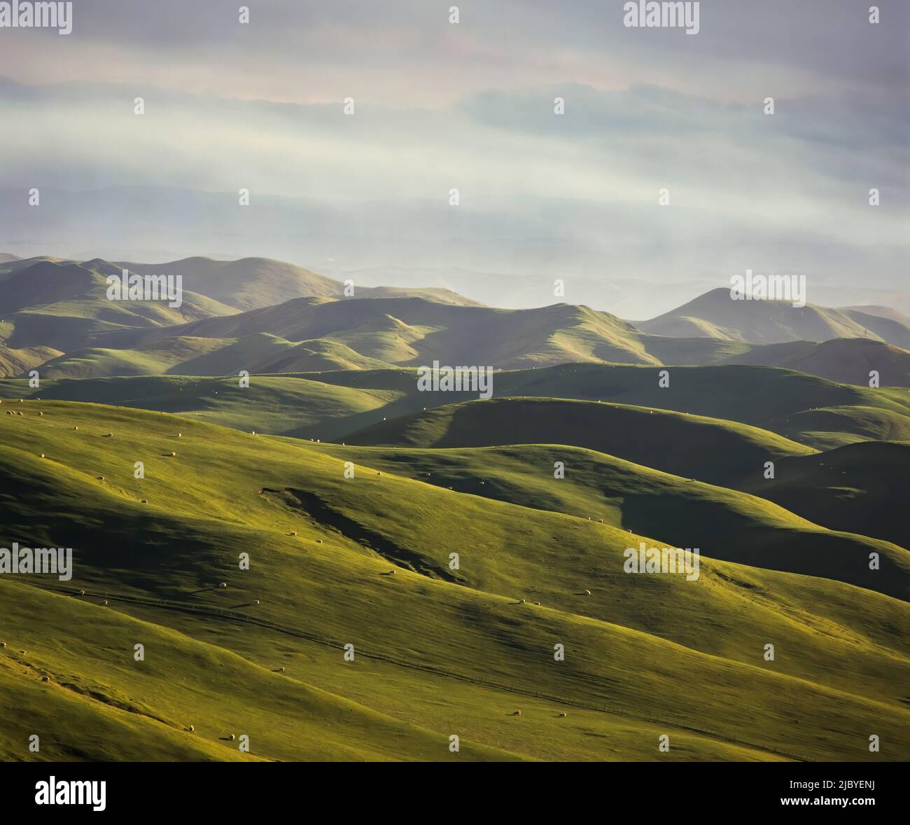 Sheep grazing on rolling green hills Stock Photo