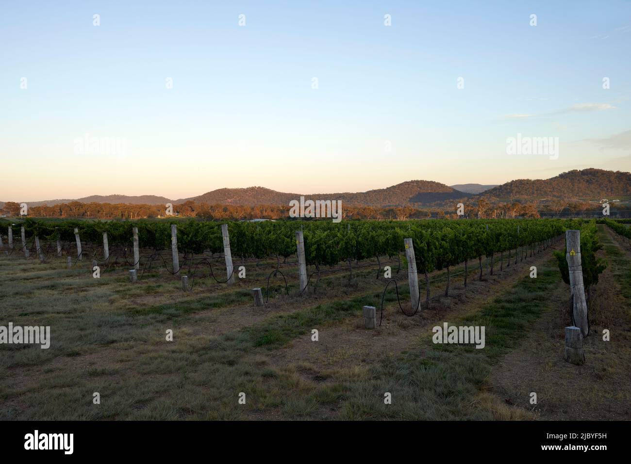 Rows of grapevines in vineyard at Ballandean, The Granite Belt, Australia Stock Photo