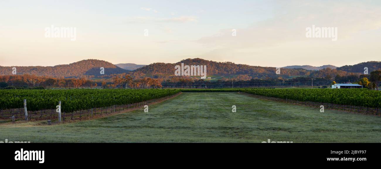 Panorama of vineyard against hills in Ballandean, The Granite Belt - Australia Stock Photo