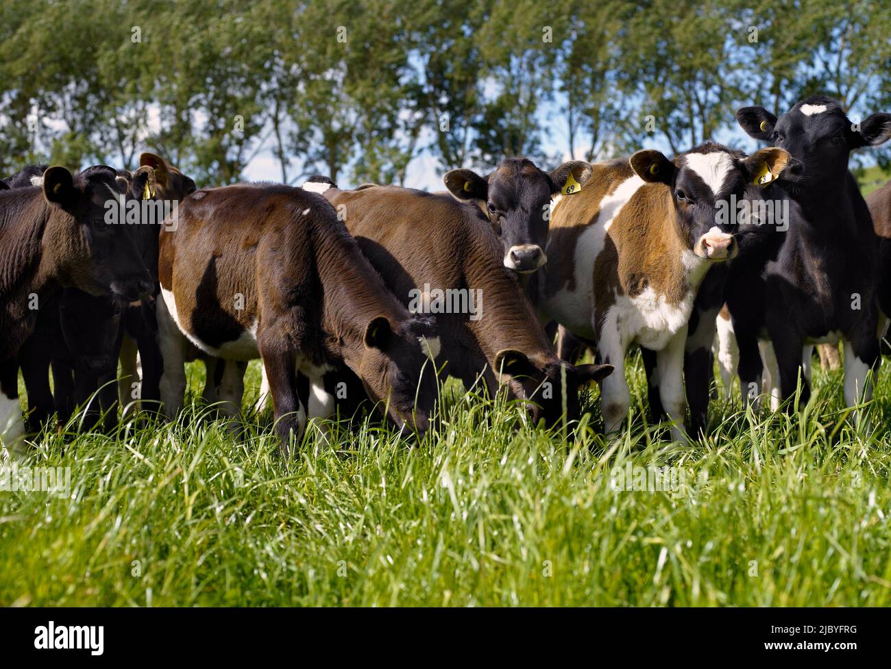 Herd of young friesian milking cows on green pasture Stock Photo - Alamy