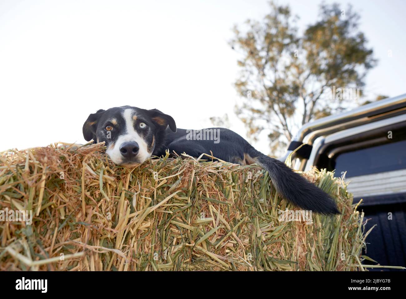 Farm dog laying on bale of hay on tray of truck Stock Photo