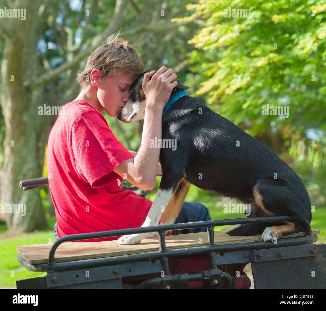 How Dogs Show Each Other Affection