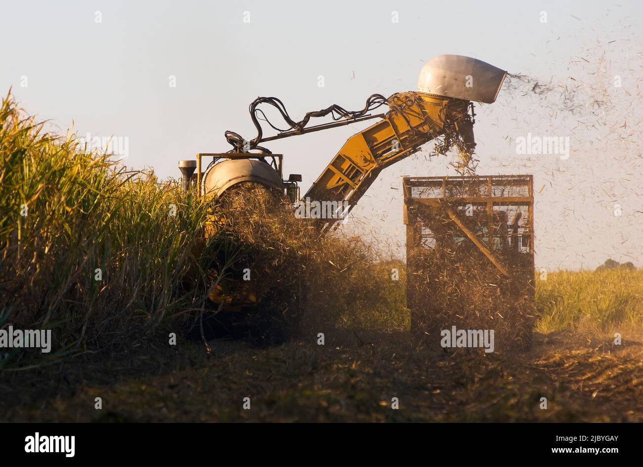 Heavy machinery harvesting mature sugarcane into mobile cage Stock Photo