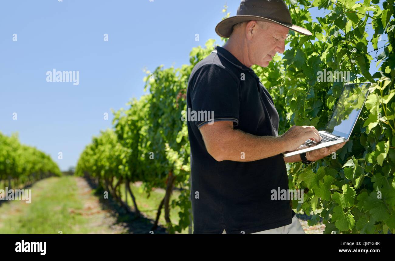 Wine grower checking and recording progress of grape crop in Vineyard Stock Photo