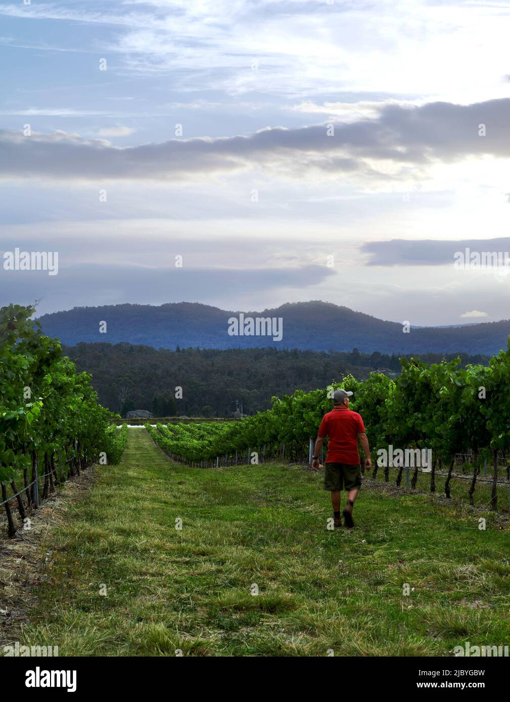 Man walking down rows of grapevines laden with grapes checking vines Stock Photo