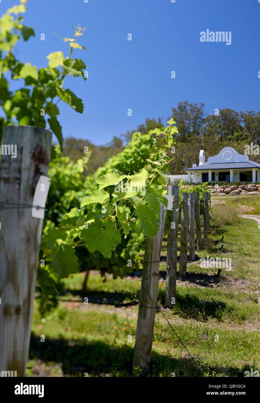View across vineyard looking towards homestead and native trees behind Stock Photo