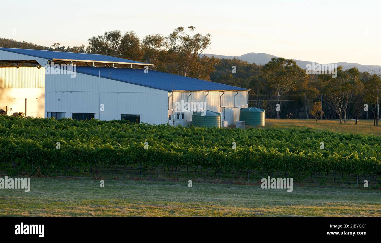 Large Processing Shed in amongst rows of grapevines on Vineyard in early evening Stock Photo