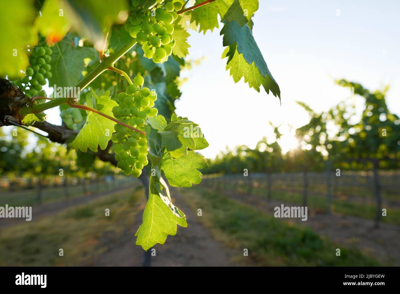 Rows of grapevines laden with grapes in Vineyard and afternoon light Stock Photo
