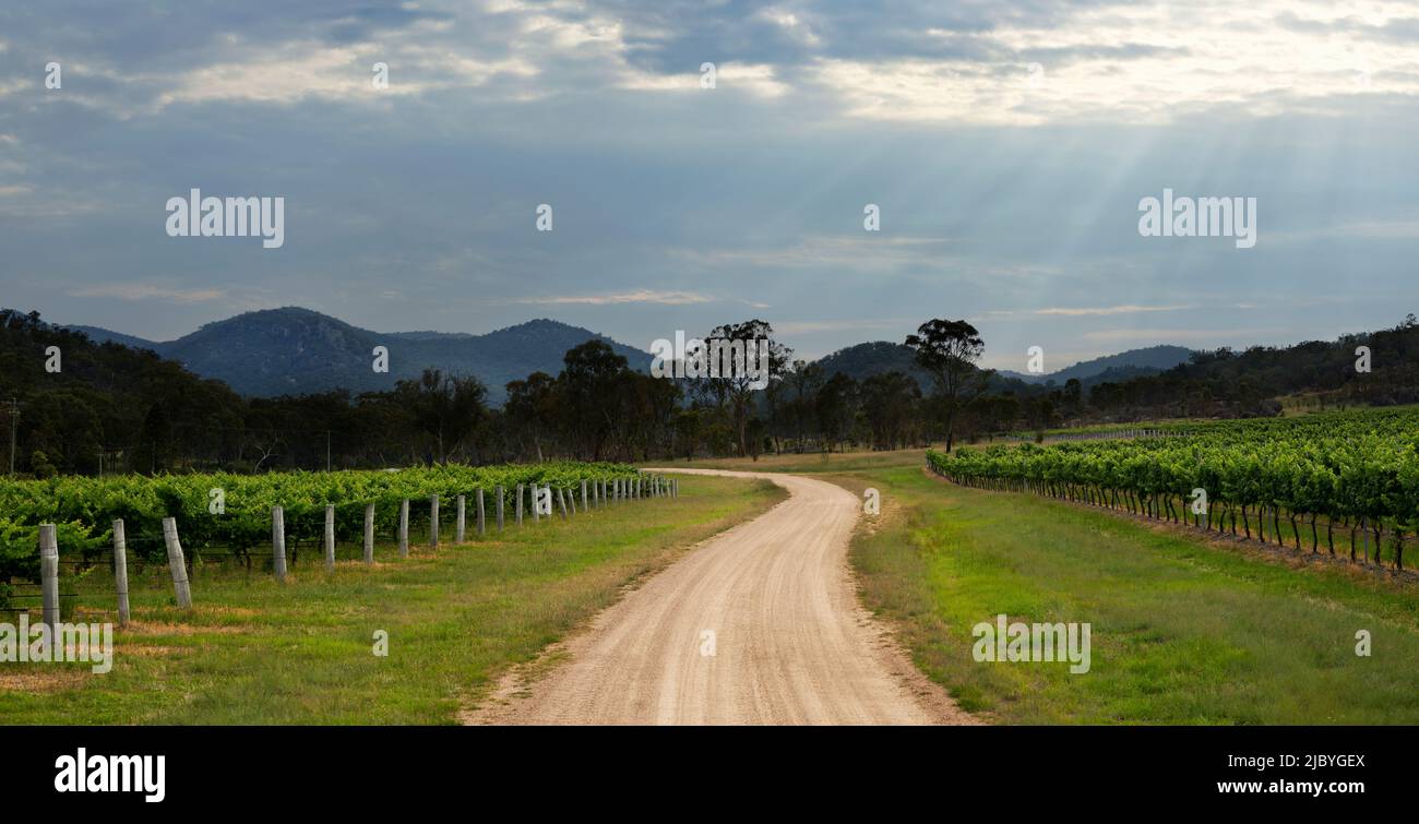 Road leading through vineyard with sunrays shining down on hills behind Stock Photo