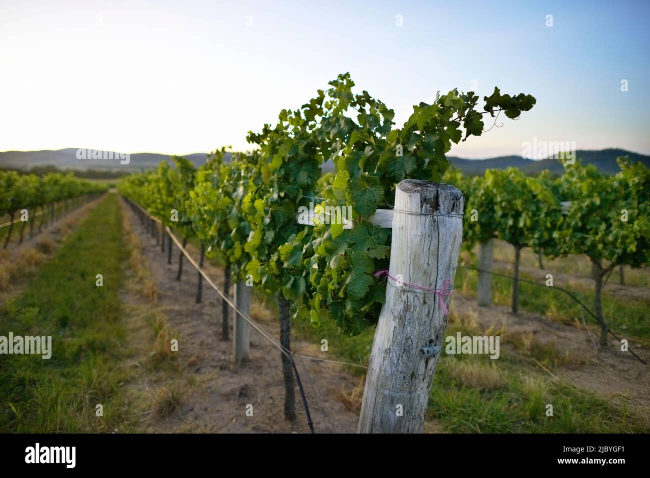 Rows of grapevines laden with grapes in Vineyard and afternoon light Stock Photo