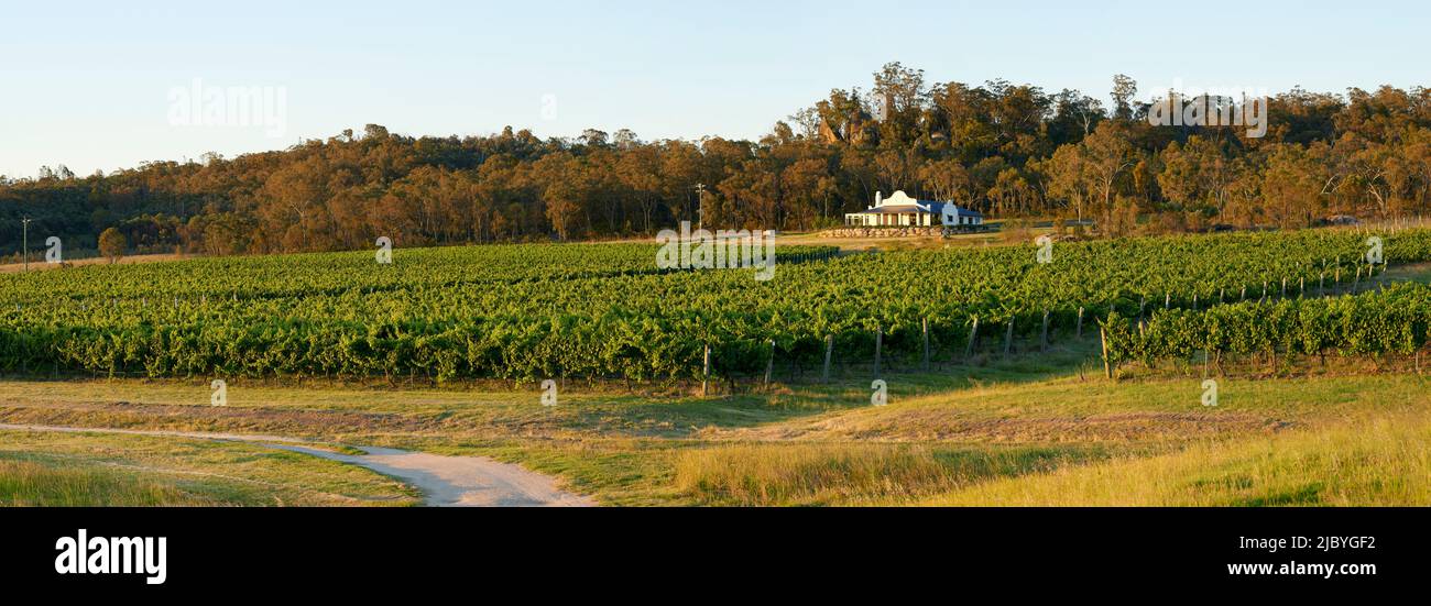 View of vineyard and looking up to Homestead Stock Photo