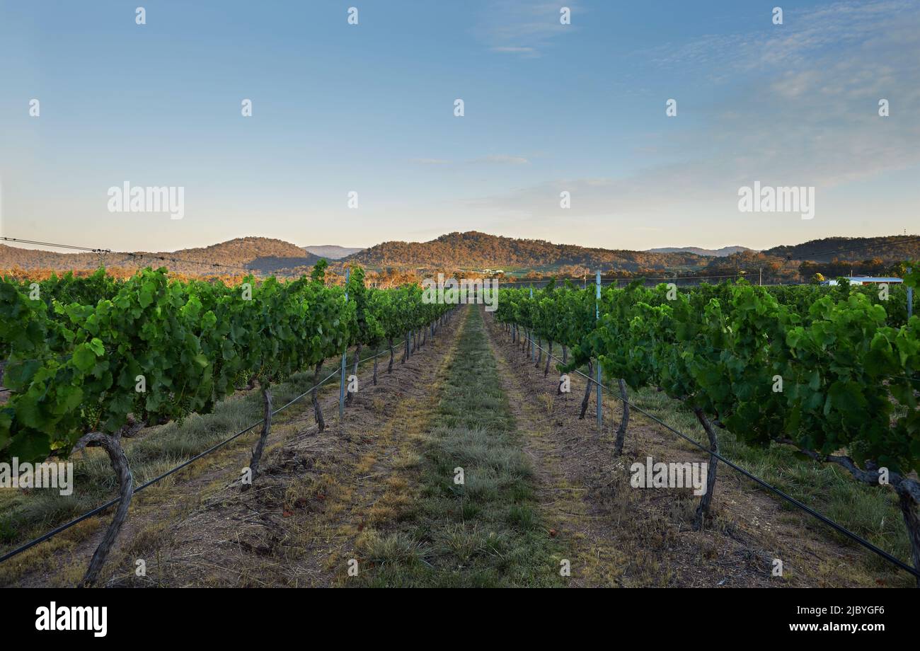 Track running down between blocks of grapevines and rolling hills in background in the late afternoon Stock Photo