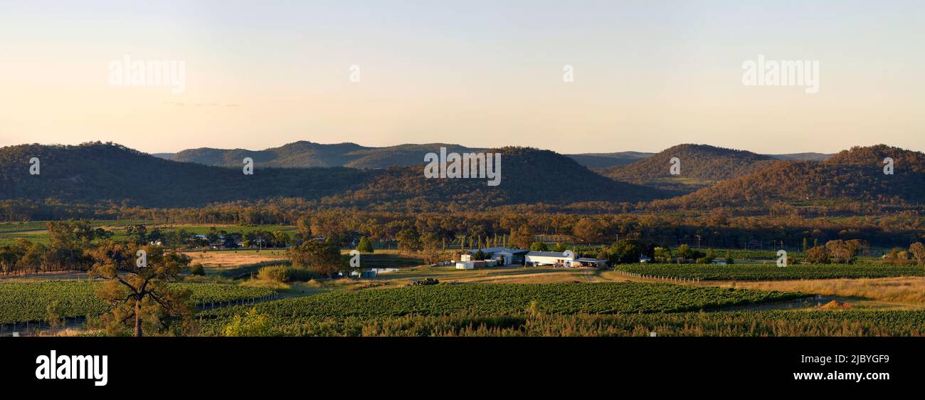 Panorama of Vineyard with rolling hills behind in early evening Stock Photo