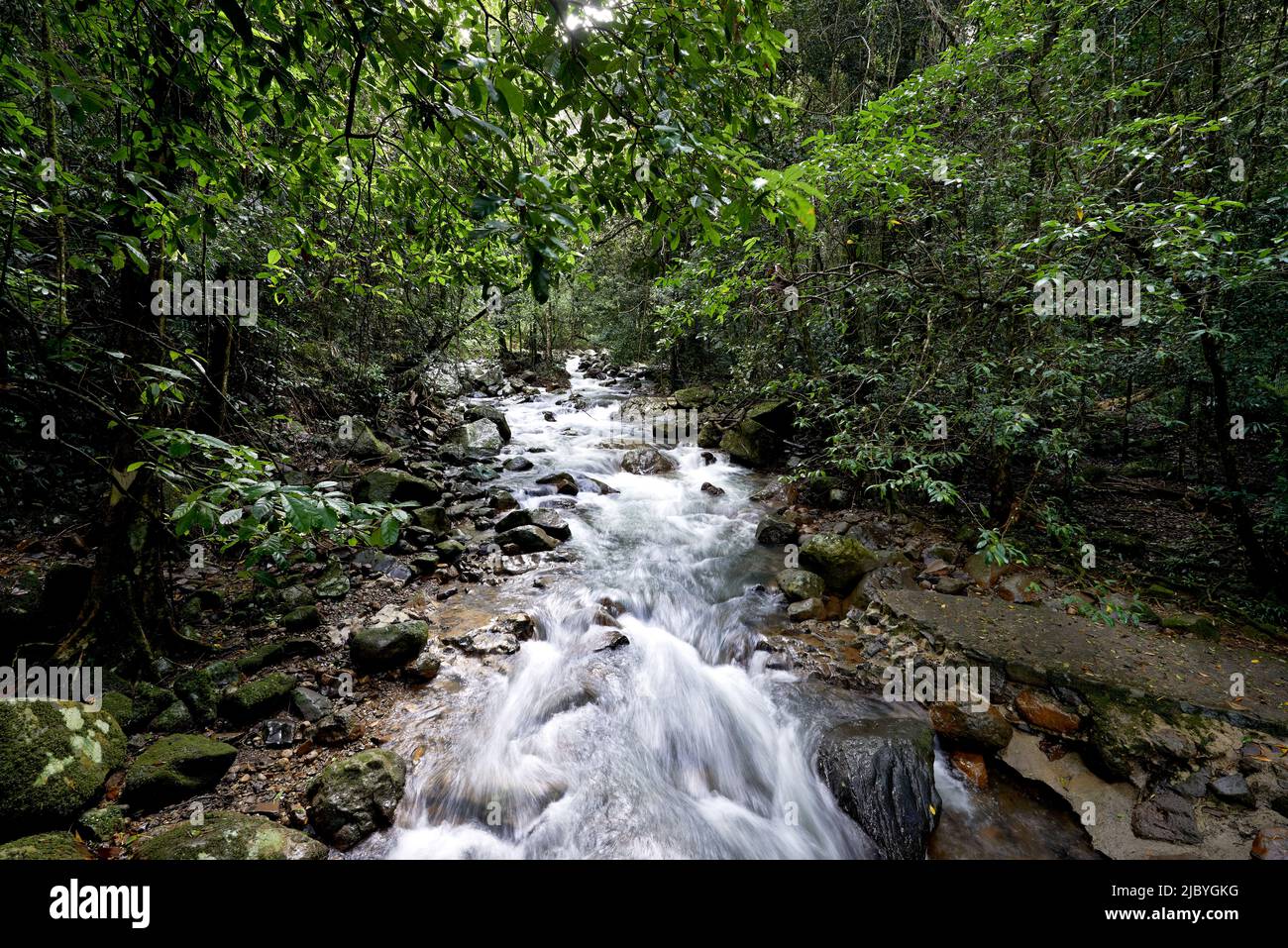 Water flowing over rocky stream through native Rainforest in hinterland, Australia Stock Photo
