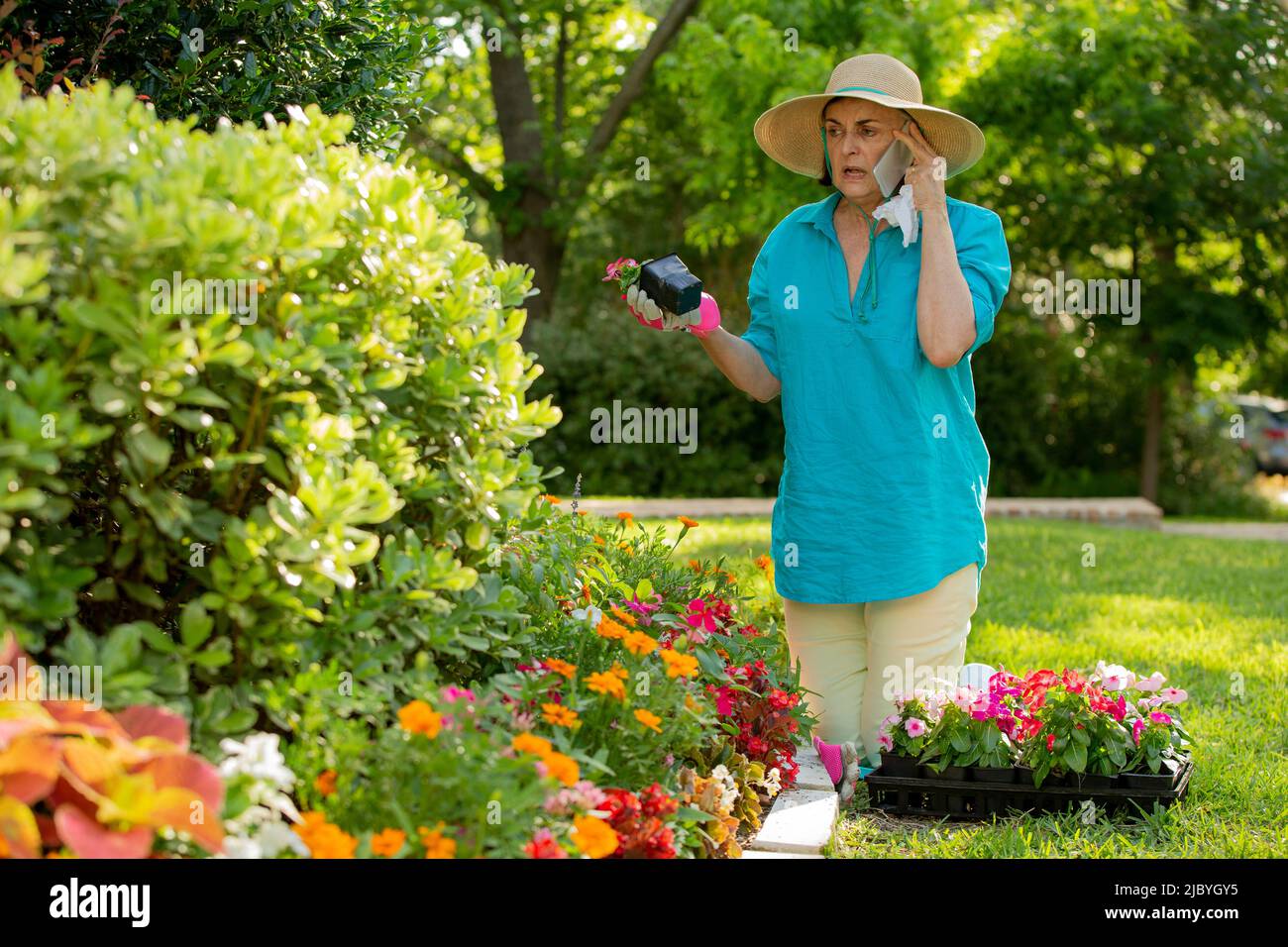 Senior Caucasian woman gardening in her yard, planting flowers in front ...