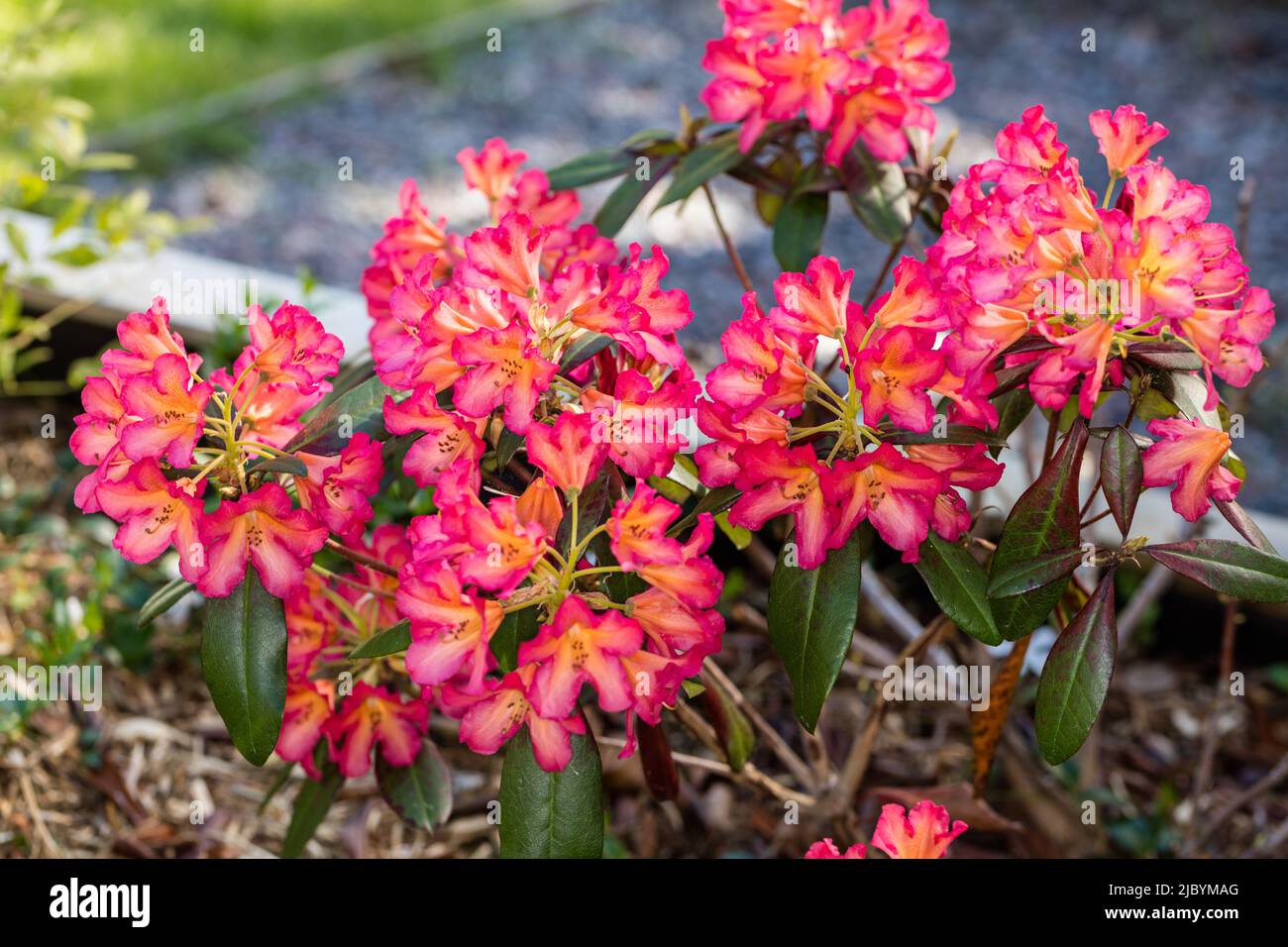 'Marie Fortier' Evergreen Rhododendron Hybrid, Azalea (Rhododendron hybrida) Stock Photo