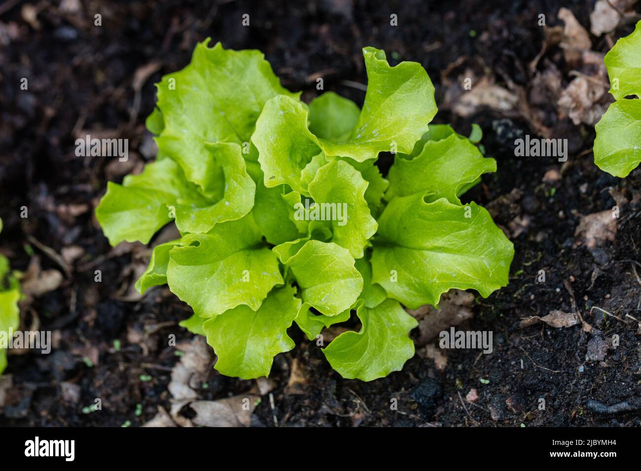 'Australische Gele' Lettuce, Sallat (Lactuca sativa) Stock Photo