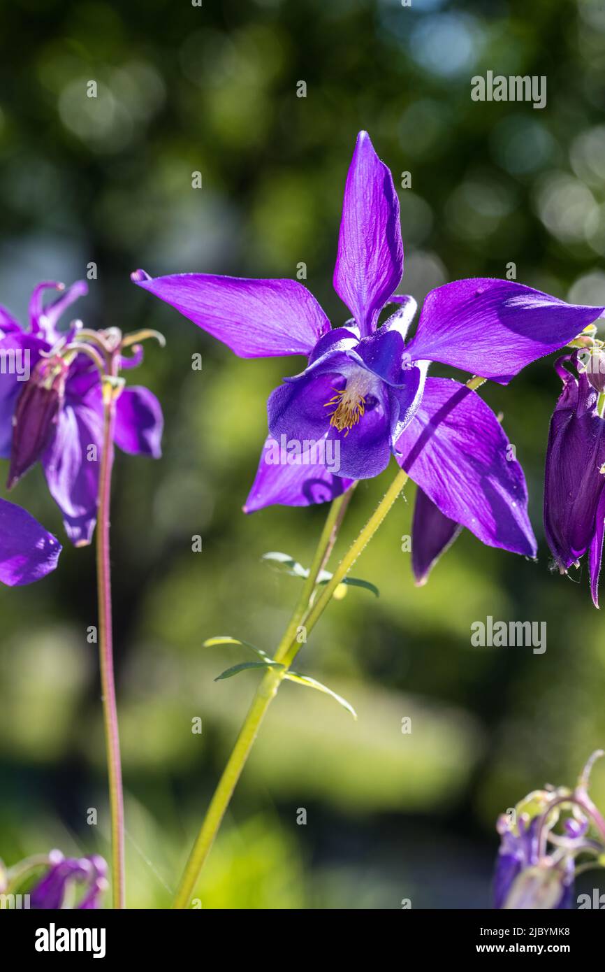 Alpine columbine, Alpakleja (Aquilegia alpina) Stock Photo