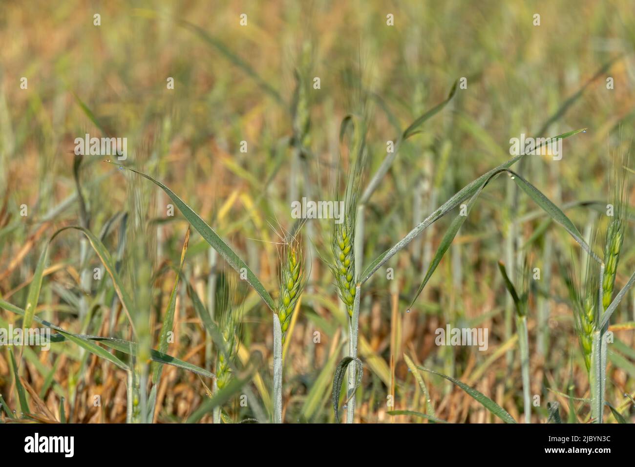 Red blooming poppy flowers among ears of wheat closeup Stock Photo - Alamy