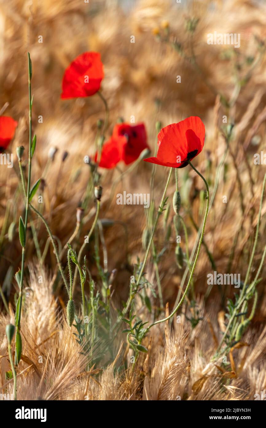 Red blooming poppy flowers among ears of wheat closeup Stock Photo - Alamy
