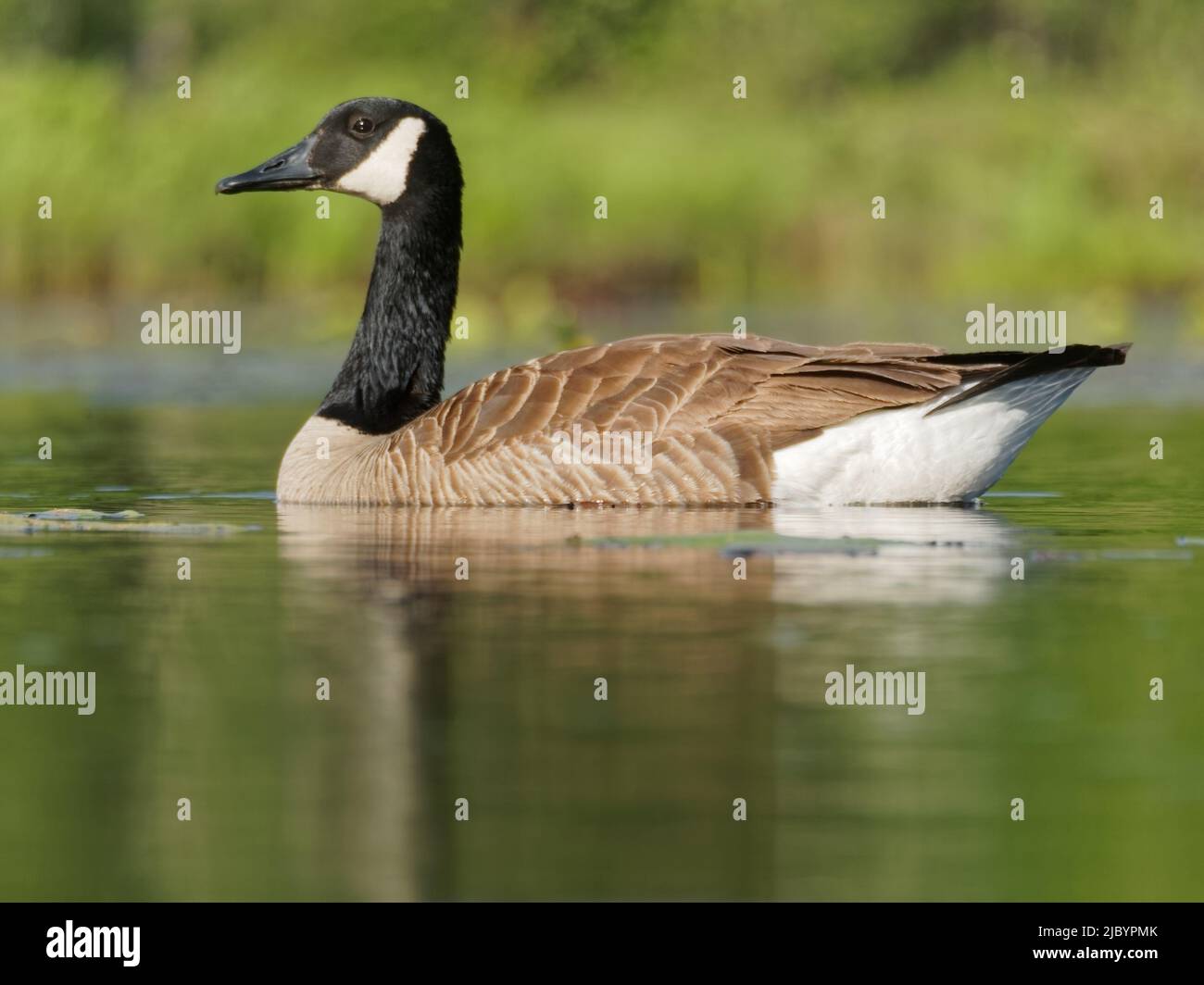 Canada Goose in a marsh . Quebec,Canada Stock Photo