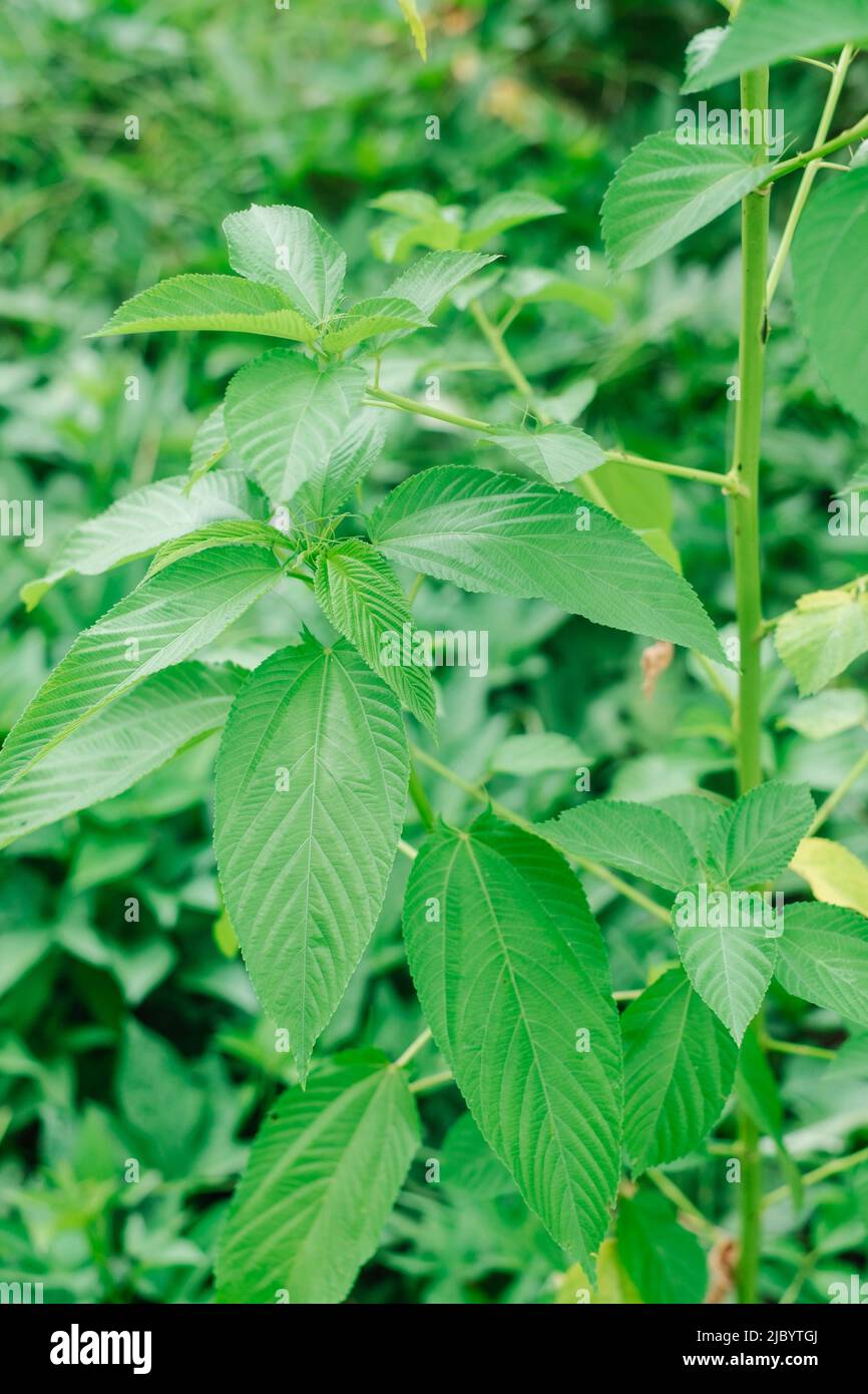 Jute mallow AKA Jew's mallow or Nalta jute plant has primary source of jute fiber and known as superfood with numerous health and medical benefits Stock Photo