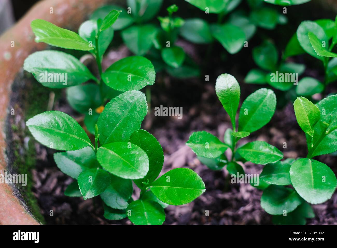 Closeup of growing organic lemon seedlings on clay pot. Selective focus. Stock Photo