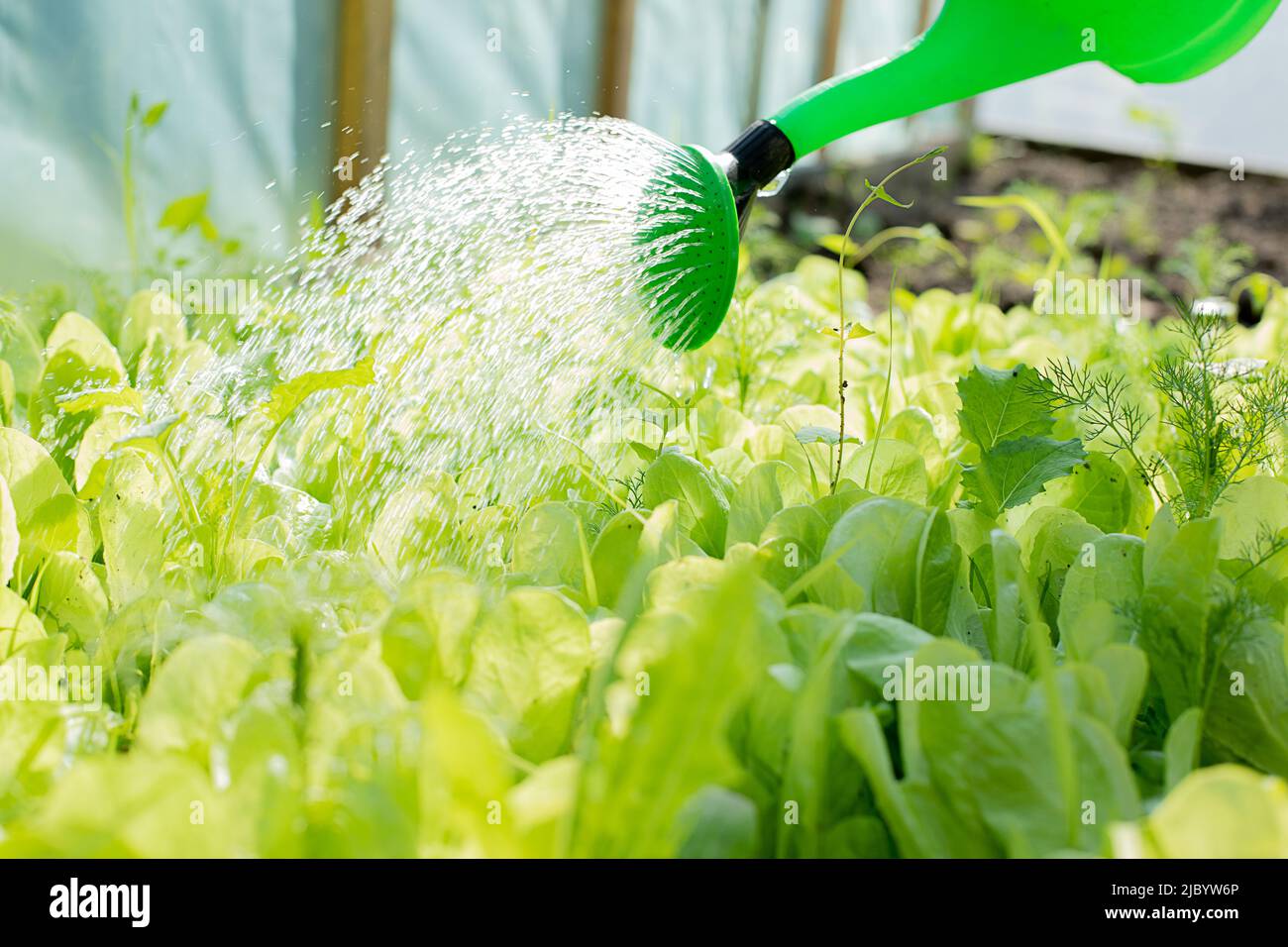 Watering in greenhouse can close hi res stock photography and images