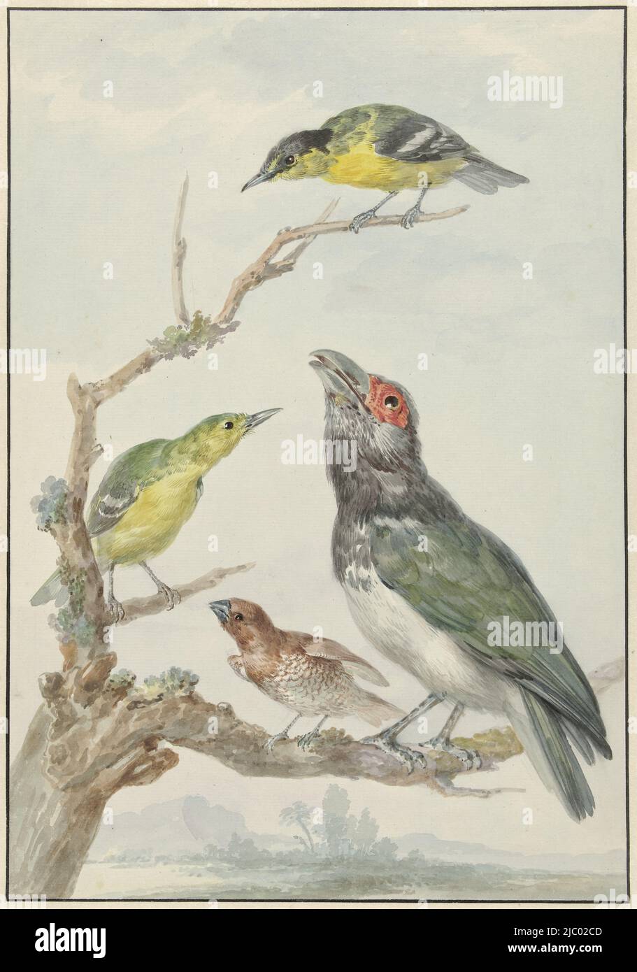 Four Different Birds on a Branch, Aert Schouman, c. 1730 - c. 1792, Four birds, from Ceylon. Above and below left: a common Iora (Aegithina tiphia), next to it a Muscat Finch (Lonchura punctulata) and a Red-cheeked Malkoha (Phaenicophaeus pyrrhocephalus), depicted with broken tail and incorrect beak., draughtsman: Aert Schouman, c. 1730 - c. 1792, paper, brush, h 371 mm × w 258 mm Stock Photo