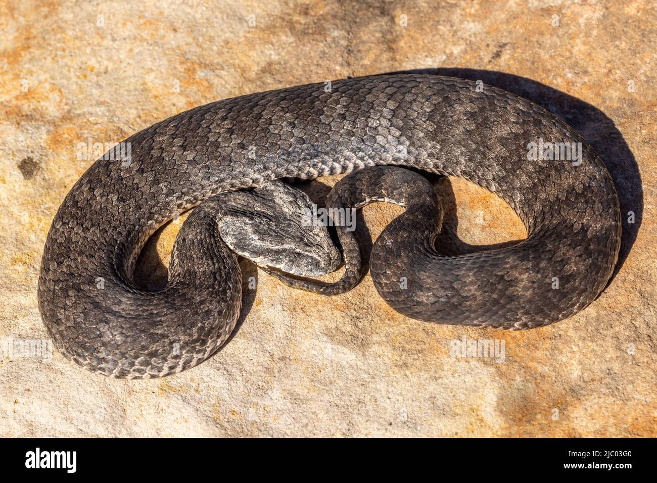 Close uo of Australian Common Death Adder (Acanthophis antarcticus) Stock Photo