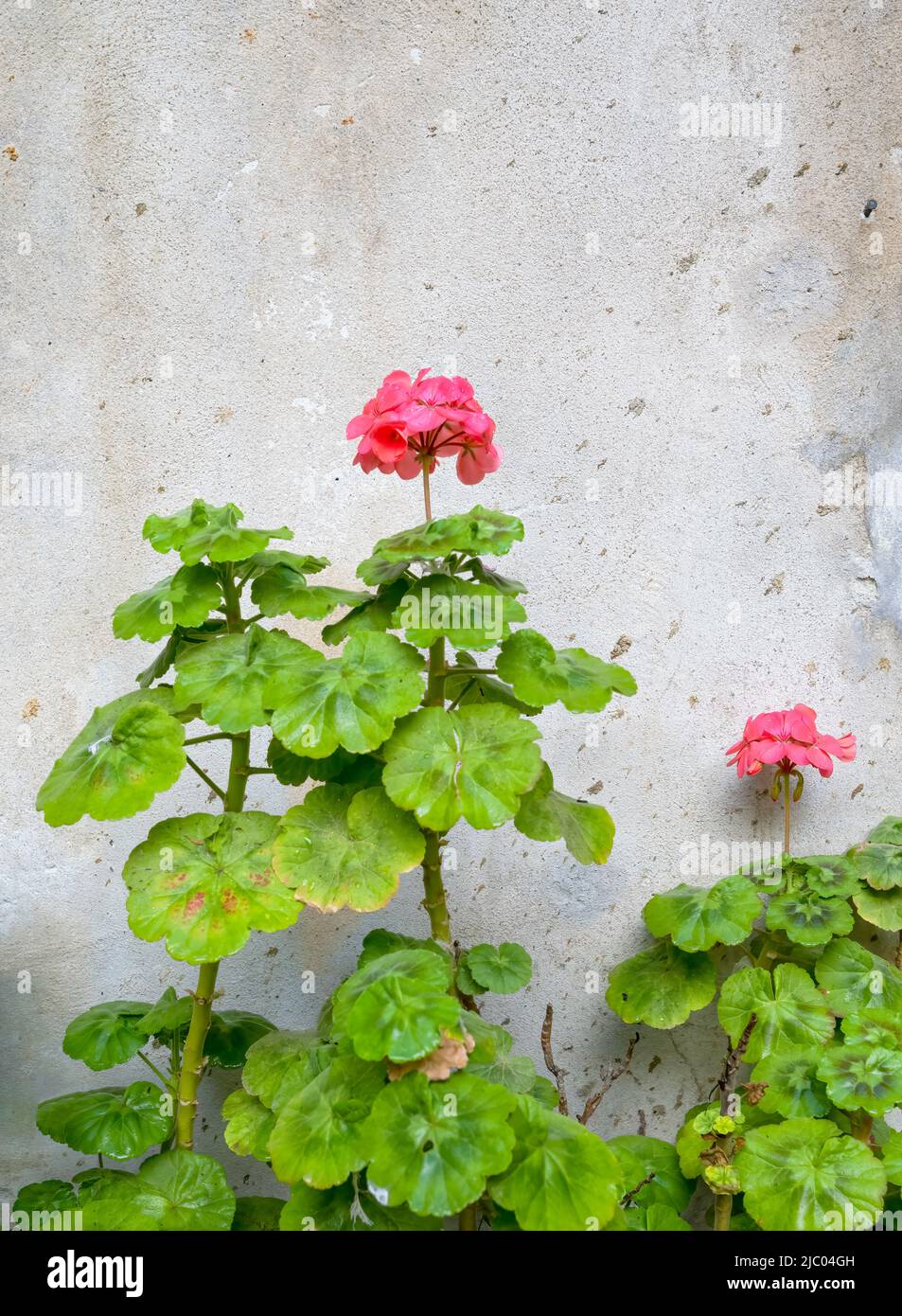 Pink Geranium flowers growing against the wall of a house in Lisbon, Portugal Stock Photo Alamy