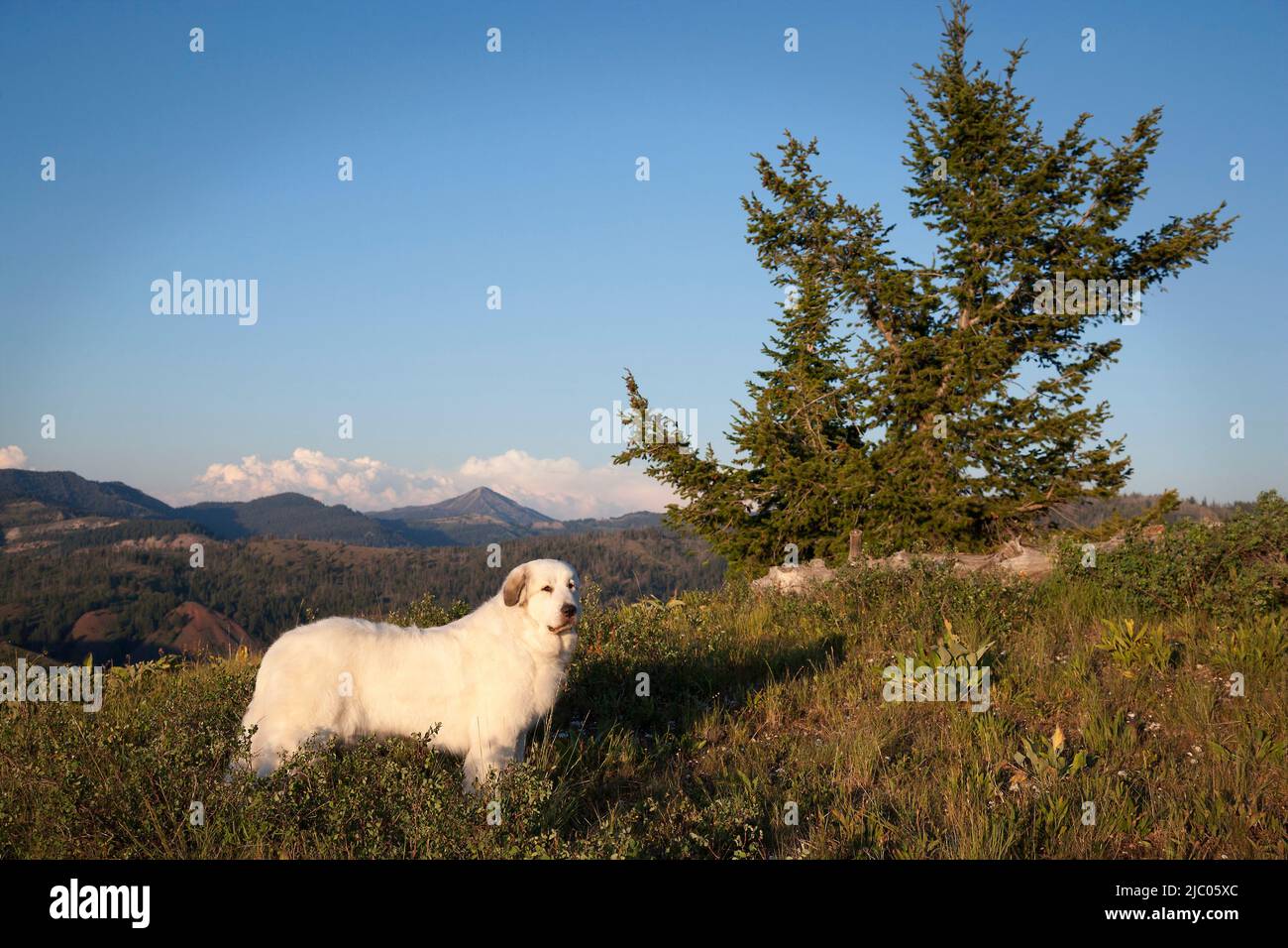 Great Pyrenees standing in high grass with a mountain range in