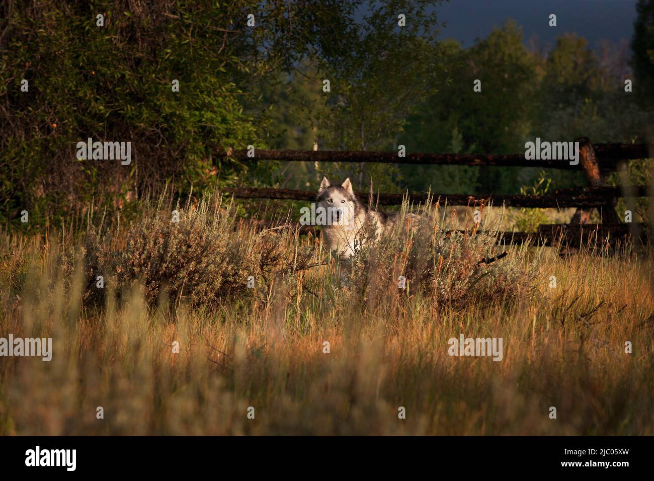 Husky standing looking alert in high grass Stock Photo - Alamy
