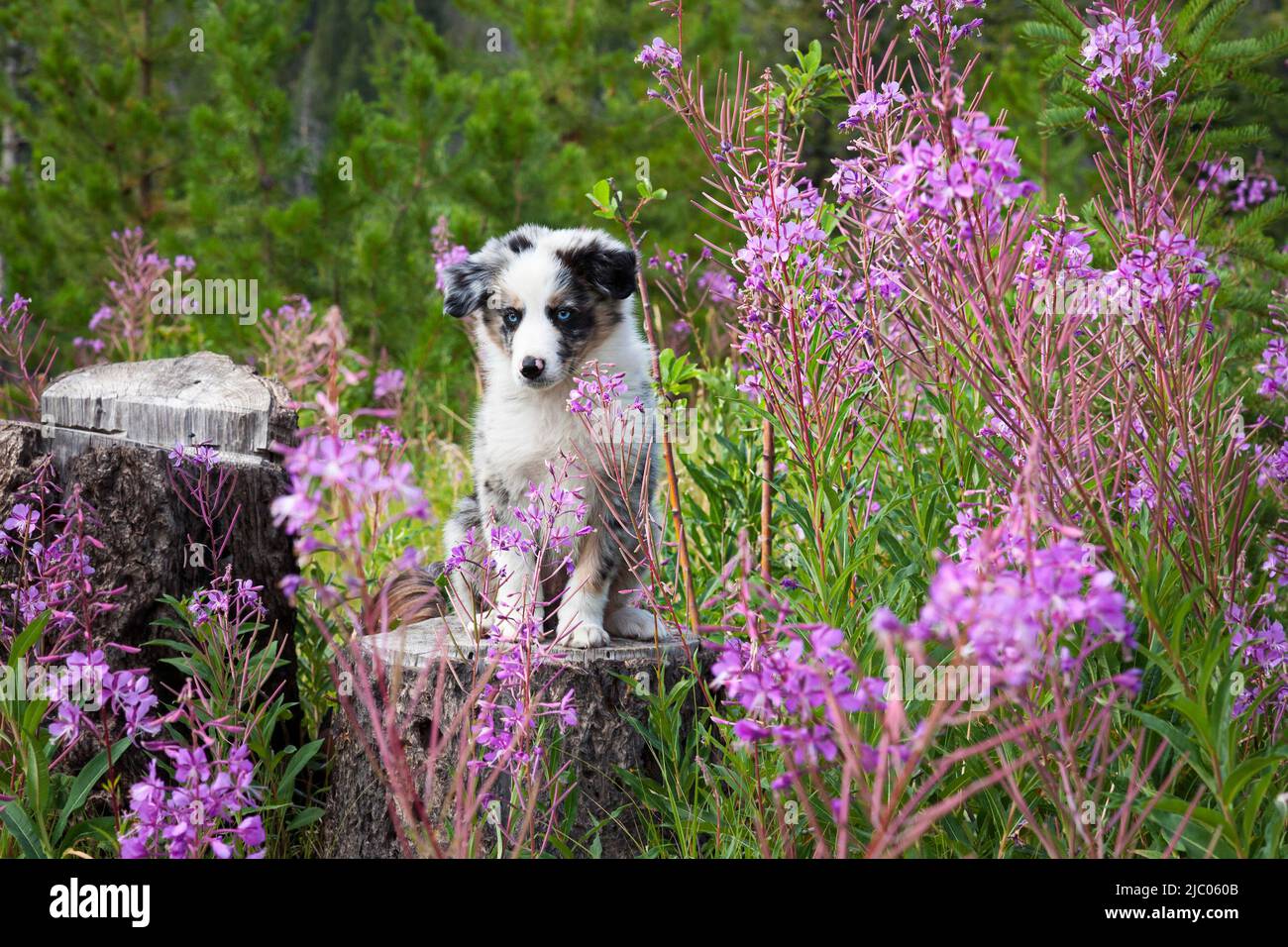 An Australian shepherd puppy sitting on a tree stump among a patch of
